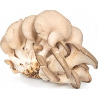 Mushroom oyster mushroom
