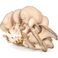 Mushroom oyster mushroom